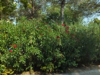 2015-08-11_11-15-53.jpg / 200x150