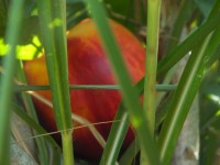 2015-08-13_14-01-56.jpg / 200x150