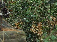 2015-08-16_13-54-54.jpg / 200x150