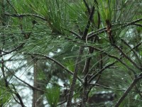 2015-08-16_13-58-28.jpg / 200x150