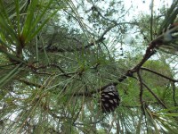 2015-08-16_14-03-50.jpg / 200x150