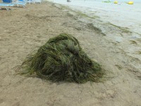 2015-08-16_14-16-16.jpg / 200x150