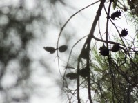 2015-08-16_15-23-27.jpg / 200x150