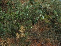 2015-08-17_12-49-36.jpg / 200x150