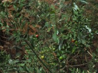 2015-08-17_12-49-59.jpg / 200x150