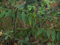 2015-08-17_12-56-03.jpg / 200x150