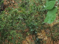 2015-08-17_12-56-09.jpg / 200x150