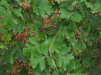 2015-08-17_12-56-20.jpg / 200x150