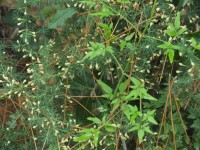 2015-08-17_12-56-45.jpg / 200x150