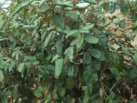 2015-08-17_13-00-12.jpg / 200x150