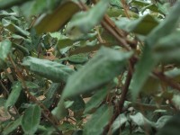 2015-08-17_13-00-25.jpg / 200x150