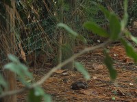 2015-08-17_13-01-13.jpg / 200x150