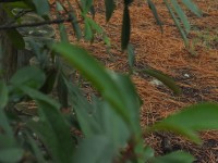 2015-08-17_13-01-46.jpg / 200x150