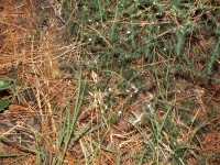 2015-08-17_22-10-57.jpg / 200x150