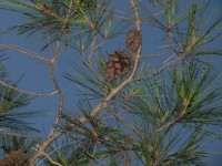 2015-08-18_20-13-55.jpg / 200x150